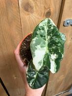 Alocasia frydek albo white wit variegata, Huis en Inrichting, Ophalen of Verzenden, Halfschaduw, Minder dan 100 cm