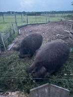 Wolvarkens, Dieren en Toebehoren, Schapen, Geiten en Varkens, Vrouwelijk, Geit