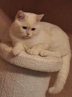 Britskorthaar, Dieren en Toebehoren, Katten en Kittens | Raskatten | Korthaar, Kater, Ontwormd