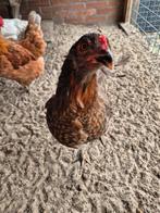 2 auranana, Dieren en Toebehoren, Pluimvee, Vrouwelijk, Kip