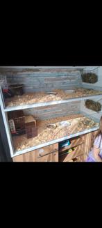 Cavia flat kooi, Dieren en Toebehoren, Knaagdieren en Konijnen | Hokken en Kooien, Ophalen, Kooi, Hamster, 110 cm of meer