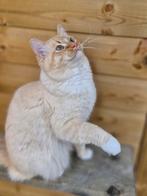 Ragdoll (dek)kater te koop, Dieren en Toebehoren, Katten en Kittens | Raskatten | Langhaar, Kater, Gechipt, 0 tot 2 jaar