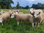 dekrammen, Dieren en Toebehoren, Schapen, Geiten en Varkens, Mannelijk, Schaap, 0 tot 2 jaar