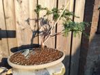 Taxus bonsai, Ophalen, Overige soorten, Minder dan 100 cm