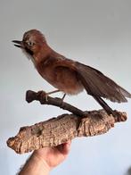 Opgezette Vlaamse Gaai - Taxidermie, Dieren en Toebehoren, Mannelijk