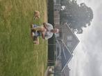 Tekoop Lakeland Terriër pups, Overige rassen, 8 tot 15 weken, CDV (hondenziekte), Meerdere