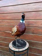 Opgezette fazant, Ophalen of Verzenden, Zo goed als nieuw, Vogel, Opgezet dier