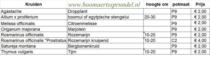 Anijshysop, Tuin en Terras, Planten | Tuinplanten, Vaste plant, Kruiden, Volle zon, Zomer, Ophalen of Verzenden