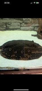 Potamotrygon hybride disc 25/30 cm, Dieren en Toebehoren, Vis