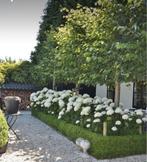 Tuinman Drunen aangeboden, Overige soorten, Minder dan 100 cm, Zomer, Ophalen