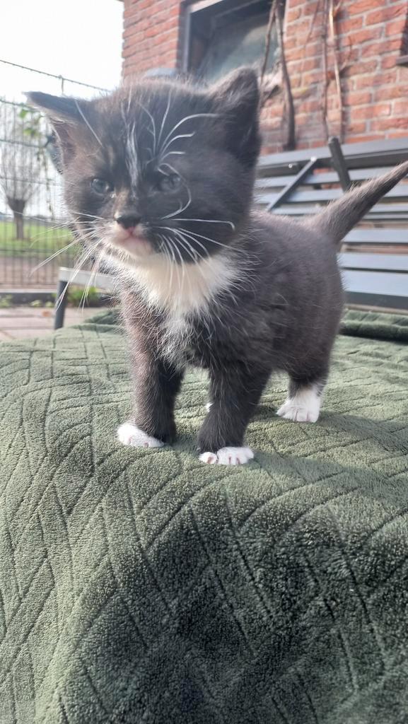 Lieve sociale kittens, Dieren en Toebehoren, Katten en Kittens | Dekkaters