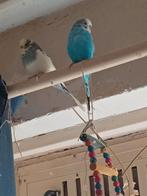 Mooie grasparkieten zoeken een gezellig huisje, Ophalen of Verzenden, Honden