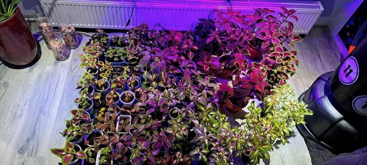 Mooie Coleusplanten, in verschillende kleuren en groottes!, Huis en Inrichting, Kamerplanten, Minder dan 100 cm, Halfschaduw, Ophalen of Verzenden
