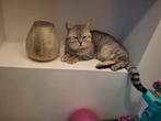 Britse korthaar/kruising, Dieren en Toebehoren, Katten en Kittens | Raskatten | Korthaar, Kater, Gechipt