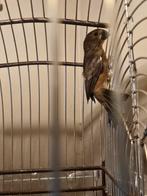 Grote type twatwa jongmans, Dieren en Toebehoren, Meerdere dieren, Geringd