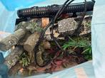 Aquarium begin set, Ophalen of Verzenden, Gebruikt, Plant(en), Steen of Hout