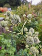 Eryngium yuccifolium zaden, Ophalen of Verzenden, Volle zon