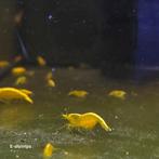 Gele | Yellow Fire Neon Backline Neocaridina garnalen, Kreeft, Krab of Garnaal, Zoetwatervis, Schoolvis