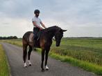Diverse paarden en pony's te koop (in opdracht), Ruin, 3 tot 6 jaar