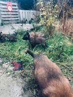 Mechelse herder pups mogen bijna nestje verlaten, Rabiës (hondsdolheid), 8 tot 15 weken, Meerdere, Meerdere dieren