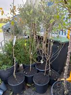 Fruit boompjes 3 appel 1peer laagstam potgekweekt 19,95, Ophalen, Lente, Volle zon, In pot