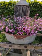 Brocante zinken zaaibak met planten., Gebruikt, Minder dan 30 cm, Rond, Metaal