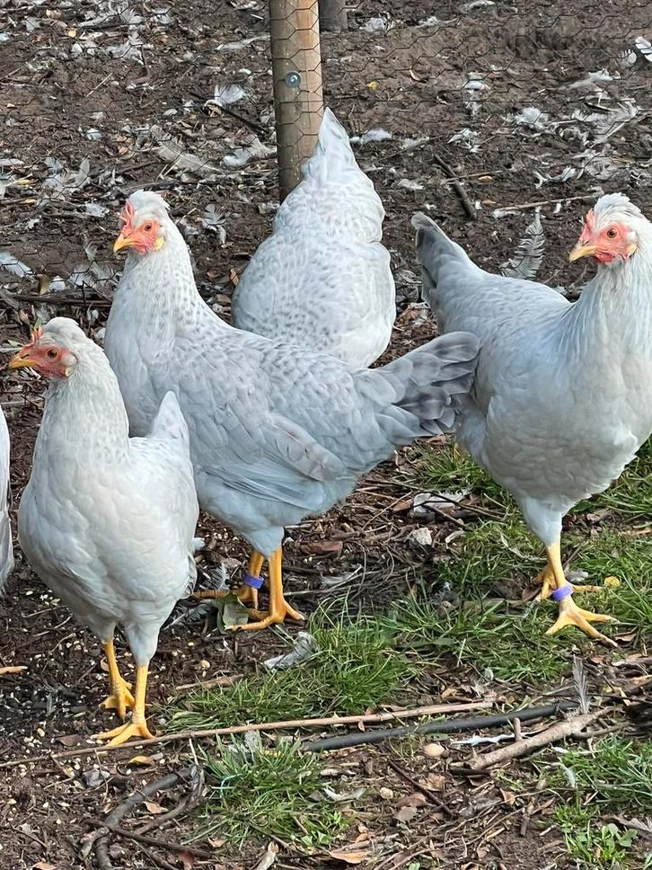 Broedeieren OPAL LAVENDER Legbar( reserveren 2026, Dieren en Toebehoren, Pluimvee, Kip, Meerdere dieren