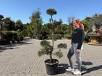 Pinus sylvestris bonsai te koop!!, Bloeit niet, 100 tot 250 cm, Volle zon, In pot