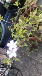 Tuinplant, Tuin en Terras, Planten | Tuinplanten, Ophalen of Verzenden, Zomer, Overige soorten, Halfschaduw