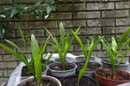 Winterharde palmboom Trachycarpus Fortunei, Ch. Waaierpalm, Lente, Minder dan 100 cm, Palmboom, Ophalen