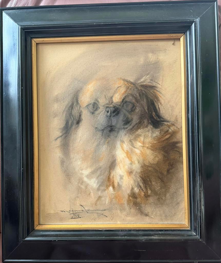 Pastel Pekinees, Ophalen of Verzenden