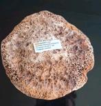 Fossielen, botten, schelpen collectie voor de verzamelaar, Verzamelen, Mineralen en Fossielen, Ophalen of Verzenden, Fossiel