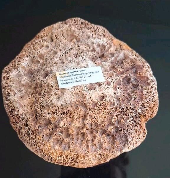 Fossielen, botten, schelpen collectie voor de verzamelaar, Verzamelen, Mineralen en Fossielen, Fossiel, Ophalen of Verzenden