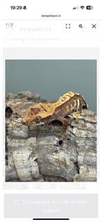 Correlophus Ciliatius - Wimpergekko (baby), Dieren en Toebehoren, Hagedis, 0 tot 2 jaar