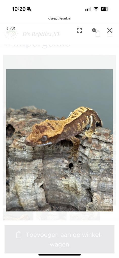 Correlophus Ciliatius - Wimpergekko (baby)