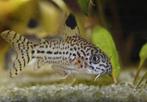 Corydora Julii 2x, Vis, Zoetwatervis, Schoolvis