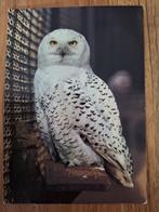 Dieren - Vogel - Sneeuwuil, Ophalen of Verzenden, Ongelopen, Vogel