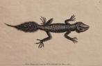 Kopergravure van 1791 Nodder breedstaart gekko of hagedis, Ophalen of Verzenden