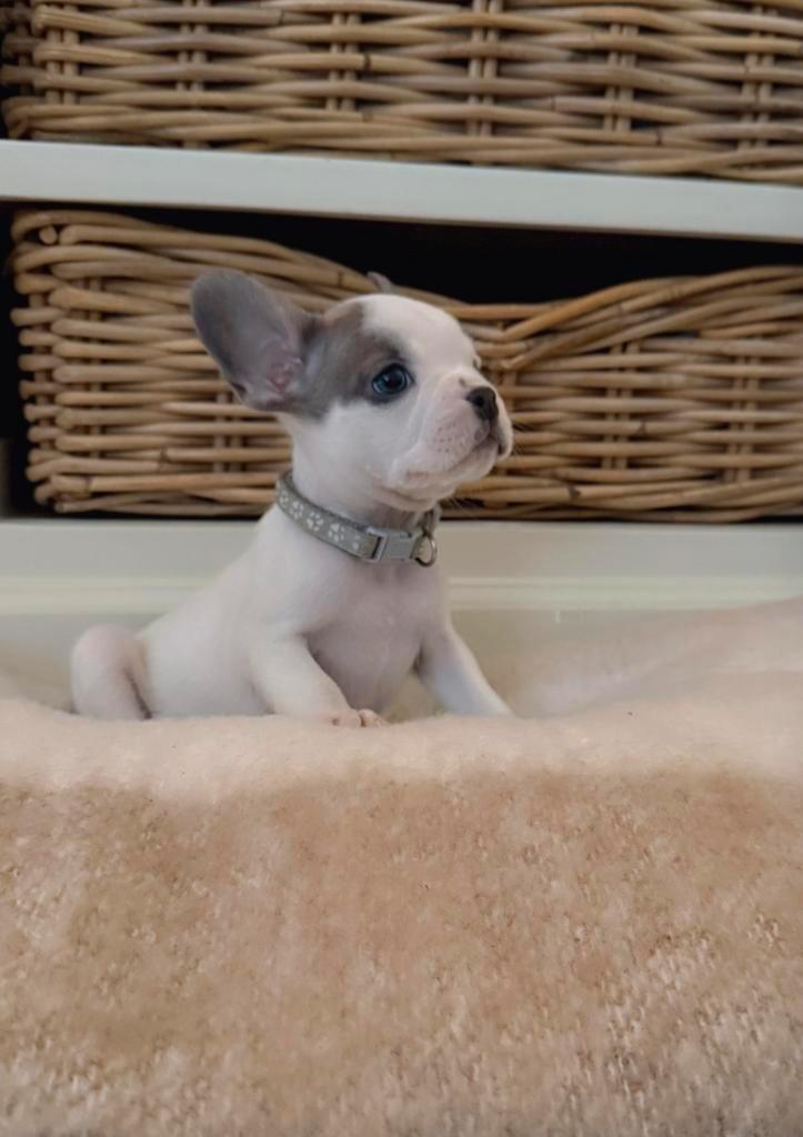 uniek nest Franse bulldogs - puppy’s reutje, Dieren en Toebehoren, Honden | Bulldogs, Pinschers en Molossers, Meerdere dieren