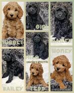 Australian labradoodle alf2 pups, Dieren en Toebehoren, Honden | Retrievers, Spaniëls en Waterhonden, Overige rassen, CDV (hondenziekte)