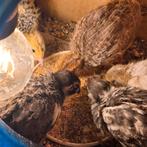 Kwartels, Dieren en Toebehoren, Meerdere dieren