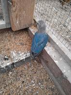 Jonge baby agapornissen,  tegen uitvliegen aan, om tam maken, Dieren en Toebehoren, Vogels | Parkieten en Papegaaien, Meerdere dieren
