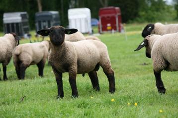 Suffolk stamboek lammeren. beschikbaar voor biedingen