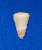 Conus flavidus, Verzamelen, Ophalen of Verzenden, Schelp(en)