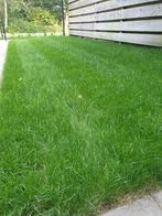 3 verse graszoden vandaag af te halen de Trieme, Ophalen, De triemen 5a, Nieuw, Gras