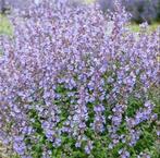 Zaden Kattenkruid lila blauw- Nepeta Mussinii, Verzenden, Zomer, Overige soorten, Volle zon