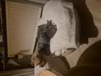 3 lieve kittens., Dieren en Toebehoren, Katten en Kittens | Raskatten | Korthaar, Meerdere dieren, Ontwormd