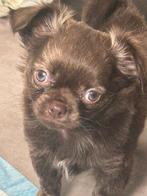 Chihuahua pups, Dieren en Toebehoren, Honden | Chihuahua's en Gezelschapshonden, 8 tot 15 weken, Meerdere, Meerdere dieren, Chihuahua