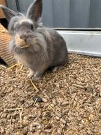 Mix vosje en dwerg konijn dame, Dieren en Toebehoren, Konijnen, Vrouwelijk, Dwerg