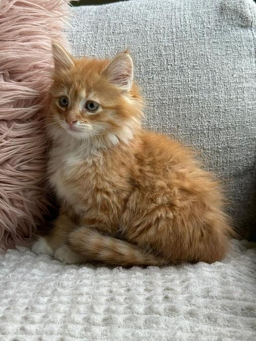 Super mooie en lieve langharige kittens te koop, Dieren en Toebehoren, Katten en Kittens | Overige Katten, Langharig, Meerdere dieren